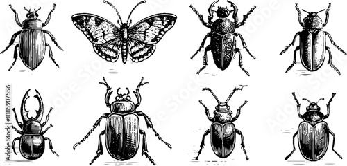 Vintage insect antennae morphology study engraving for botanical research and illustration