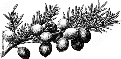 Vintage juniper branch with berries botanical engraving from the 19th century