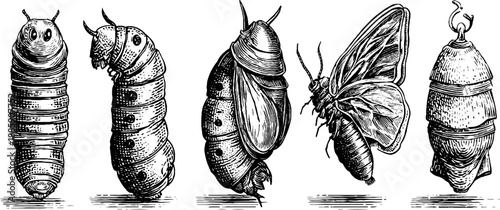 Larva and pupa insect stages in botanical vintage engraving for educational design