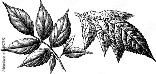Leaf margin comparison plate - vintage 19th-century botanical engraving for natural history study