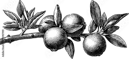 Vintage botanical engraving of a mandarin orange branch with fruit for design and decoration
