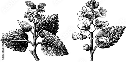 Vintage botanical engraving of mustard plant with seed pods - 19th century floral illustration