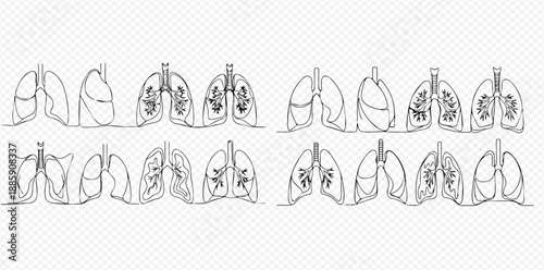 Human lungs anatomy continuous line drawing set, respiratory system organs medical illustration, health and medicine concept.