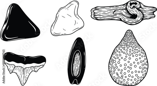 Vintage engraving line art close up seashell and fossil collection with shark tooth driftwood and textured pebble isolated on white background detailed scientific illustration monochrome ink