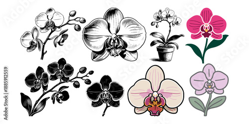 Various orchid flower illustrations in detailed hand-drawn and minimal flat styles on white background, concept of botanical diversity