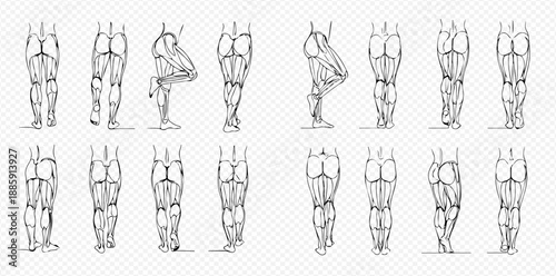 Anatomical Vector Illustration of Human Leg Muscles for Medical and Educational Purposes.