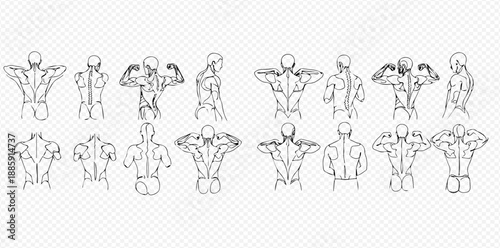 Human back muscles anatomy vector illustration set showing various poses and movements.