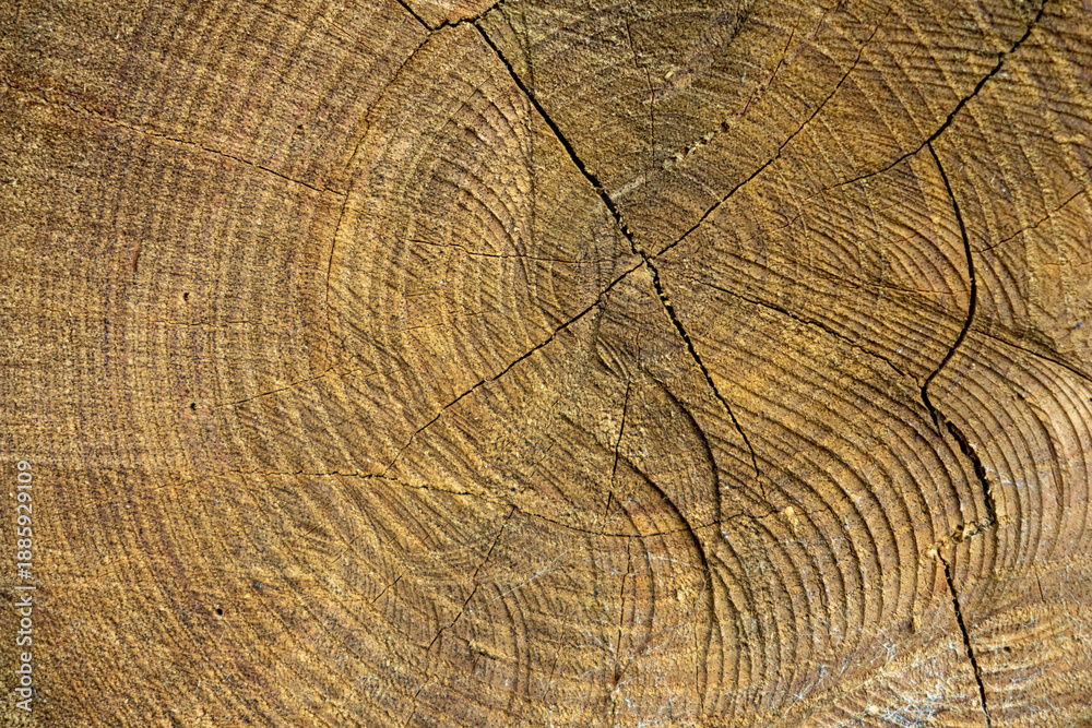 Fototapeta premium Tree section