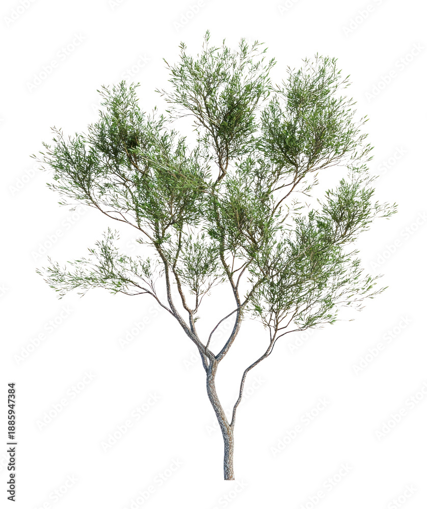 Obraz premium PNG Realistic green tree isolated illustration photography.