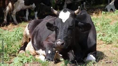 Black and white cow Resting and Chewing Grass on Pasture, Flies Around Livestock Rural Farm Animals Close-Up