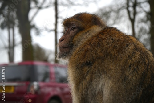 Barbary Macaque (Macaca sylvanus) in Winter at Woburn Safari Park, England 29 December 2025 on top of a car