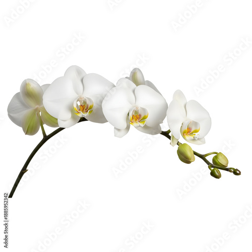 Elegant white orchid bloom