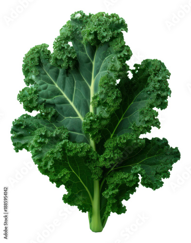 PNG Kale vegetable plant food.