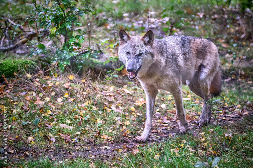 Obraz premium Europäischer Wolf ( Canis lupus ).