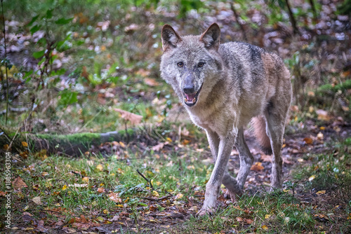 Europäischer Wolf ( Canis lupus ).