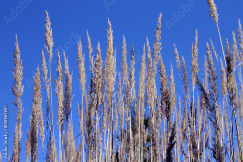 Panicles of dry wild cereal against a blue sky