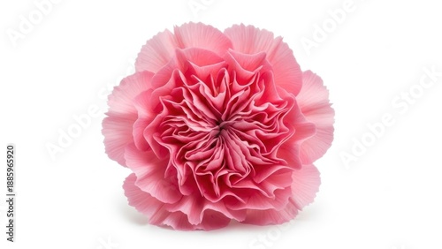 Single pink carnation flower