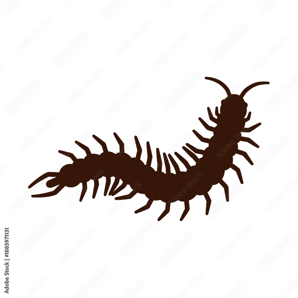 Fototapeta premium Brown centipede silhouette with many legs isolated on white background.