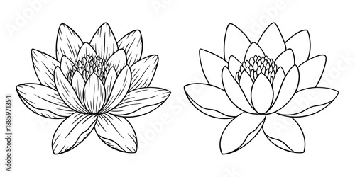 Water lily - july birth month flower, line art vector set in monochrome style. Hand drawn botanical illustration. Floral sketch expressing individuality, minimalism and tattoo design concepts.