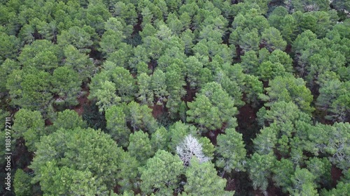 Cenital image of multitudinous pines in a cohesive forest stand, highlighting the rich green uniformity of this coniferous habitat.
