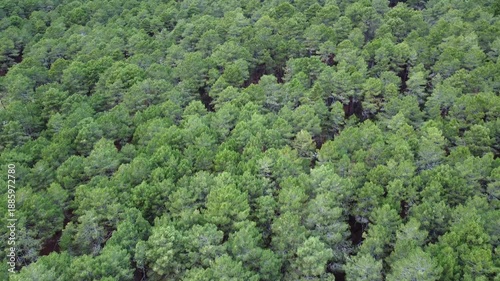 Overhead view of a thriving pinar, dense cluster of pine trees creating a lush, uniform forest blanket from zenithal perspective.