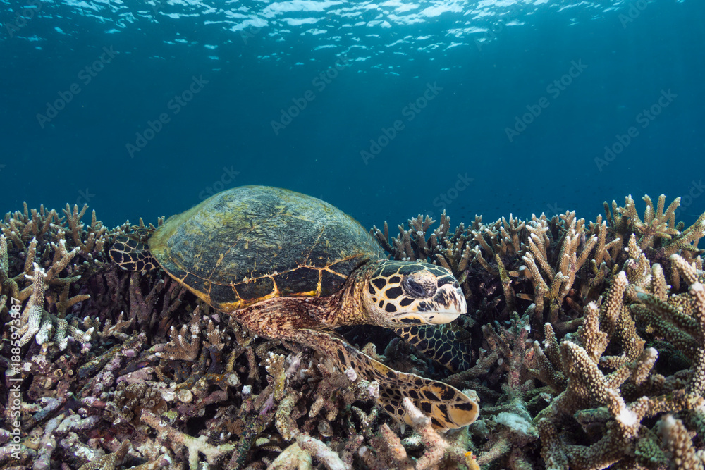 Fototapeta premium Turtle swims among coral reefs in clear ocean water during daytime near a tropical paradise