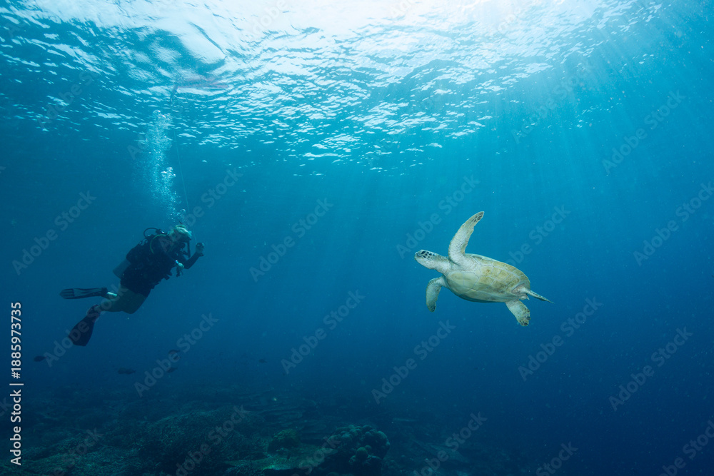 Obraz premium Diver swims alongside a sea turtle in clear water early in the morning near the coral reef
