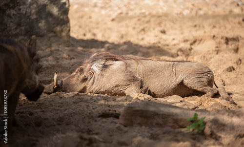 Photography Warthog resting in the sand ,common warthog, Phacochoerus africanus lies relaxed