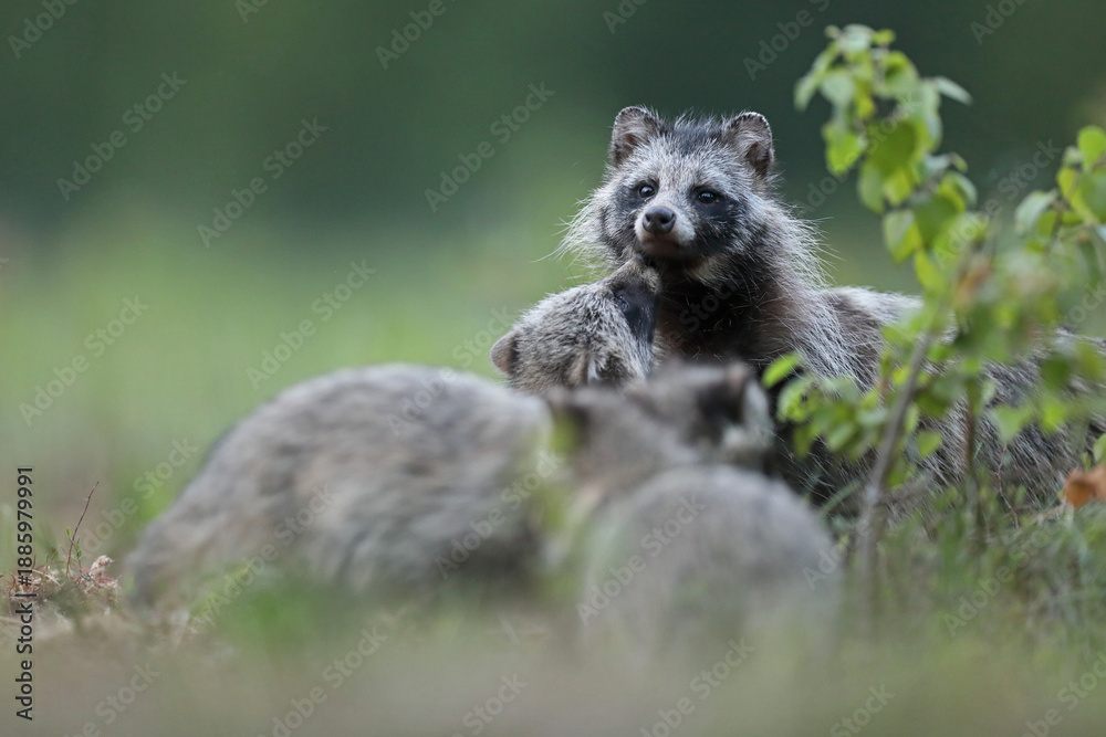 Fototapeta premium Jenot (Nyctereutes) raccoon dog