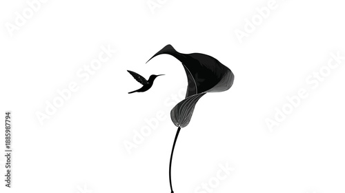 A grayscale depiction of a hummingbird flying near a calla lily against a white backdrop