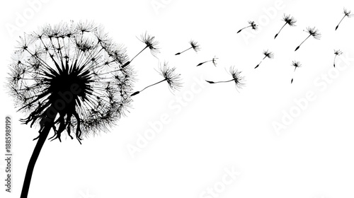 Black and white illustration of a dandelion releasing seeds in the wind, against white backdrop