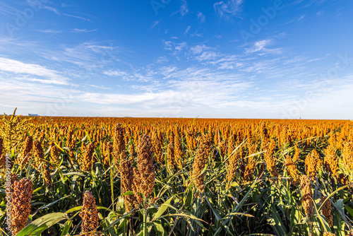 Foto Sorghum field stretching into the distant horizon in Kansas.
