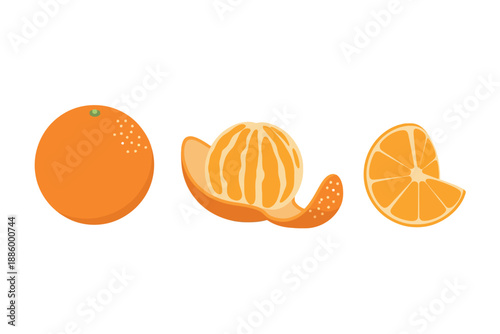 Fresh Orange Fruit and Segments Illustration