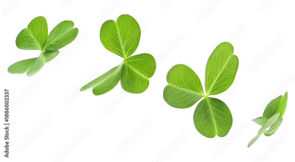 Obraz premium PNG Clover leaf group leaves background floating.