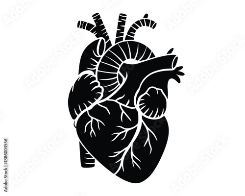 Anatomical human heart illustration, detailed medical anatomy artwork in black and blue showing cardiovascular structure for education healthcare and scientific design use.