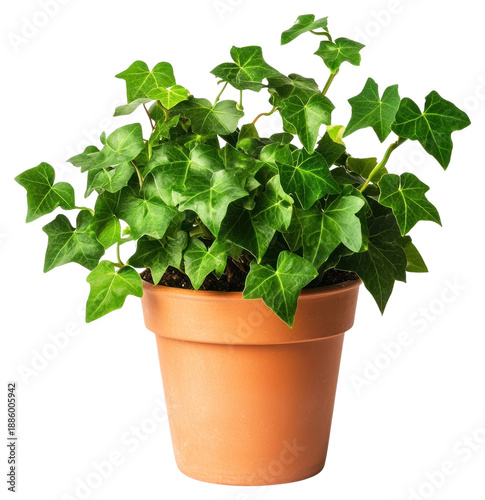 PNG English ivy plant pot houseplant.