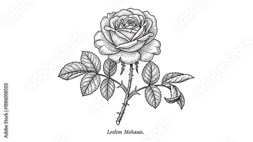 Detailed black and white illustration of a beautiful rose flower with leaves and thorns.