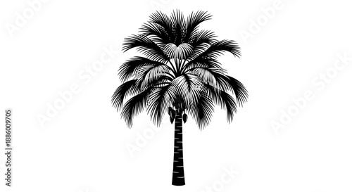 Detailed Black and White Illustration of a Tropical Palm Tree.