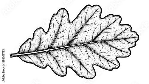 Detailed black and white illustration of an oak leaf showcasing intricate veins and edges.