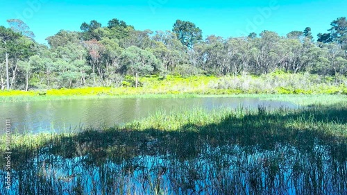 Footage of Wentworth Falls Lake surrounded by lush foliage in the town of Wentworth Falls in the Blue Mountains in New South Wales, Australia.