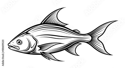 Detailed Line Drawing of a Single Fish Illustration.