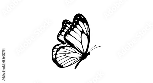 Elegant Black and White Butterfly Illustration 2.