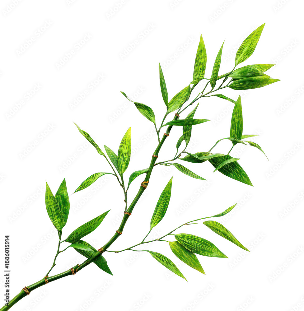 Fototapeta premium PNG Green bamboo leaves isolated.