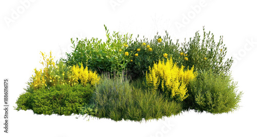 PNG Group of different bushes flowers yellow plants.