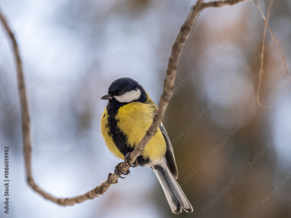 Fototapeta premium Cute bird Great tit, songbird sitting on a branch without leaves in the autumn or winter.