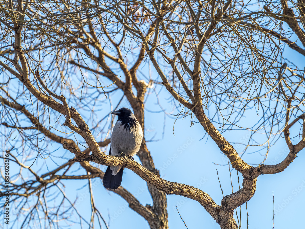 Obraz premium A hooded crow sitting on a tree