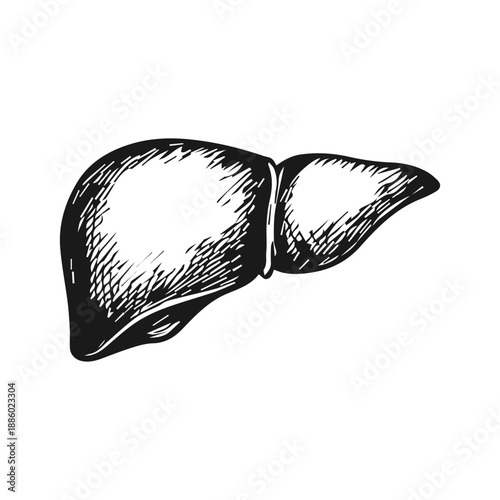 Human liver anatomy vintage medical sketch illustration