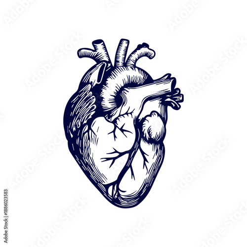 Anatomical heart drawing in vintage medical illustration style