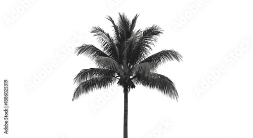 Monochromatic Palm Tree Silhouette Against White Background.
