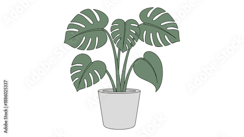 Monstera Deliciosa Plant in a White Pot A Detailed Illustration.